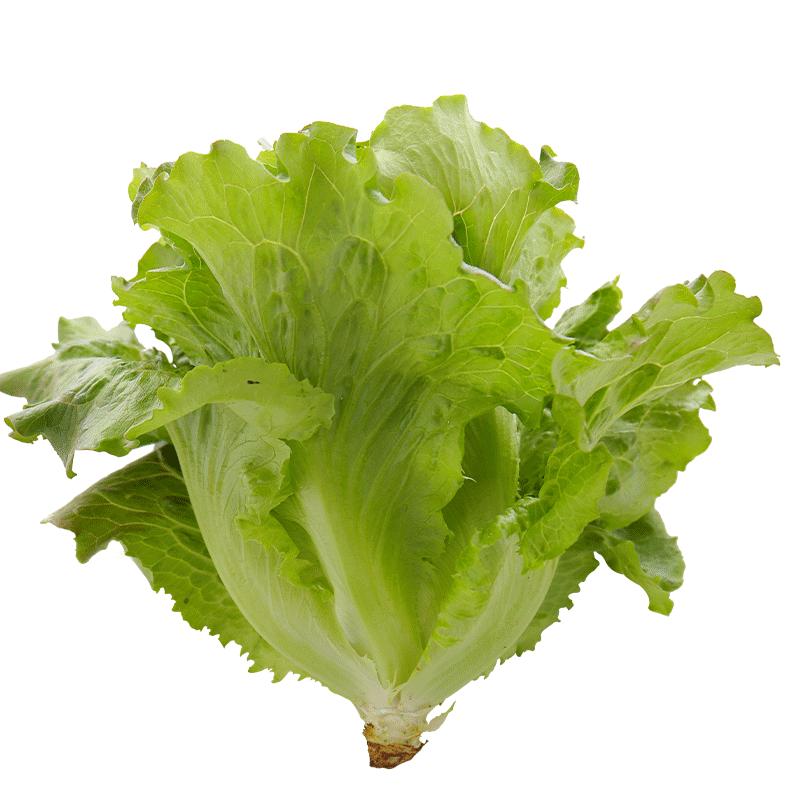 農(nóng)之子 意大利生菜種子可生吃大全耐熱南方半包心半結(jié)球秋四季通用蔬菜 耐抽苔奶油生菜種子10g×3袋