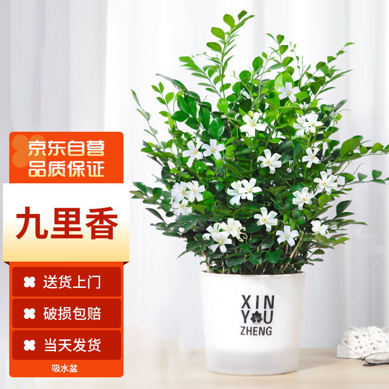 京东怎么查花卉历史价格|花卉价格走势