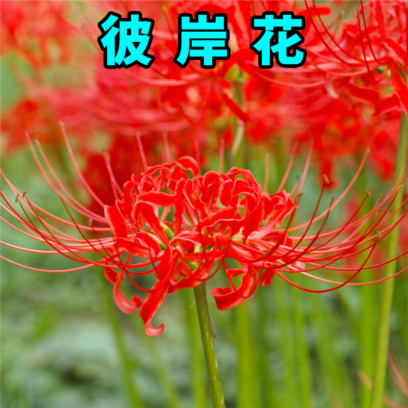 彼岸花种球多年生球根花卉四季种易活盆栽石蒜花种球盆栽开花 彼岸花