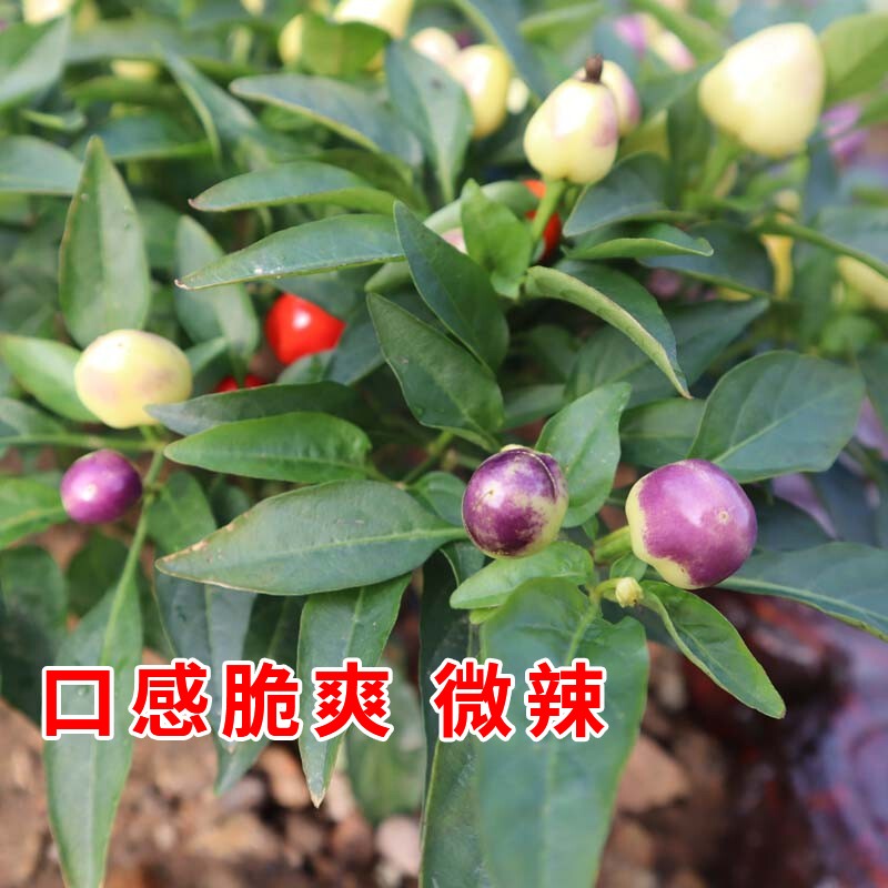 凤鸣雅世五彩椒种子泡椒种籽朝天椒蔬菜种孑盆栽阳台园艺食用辣椒籽