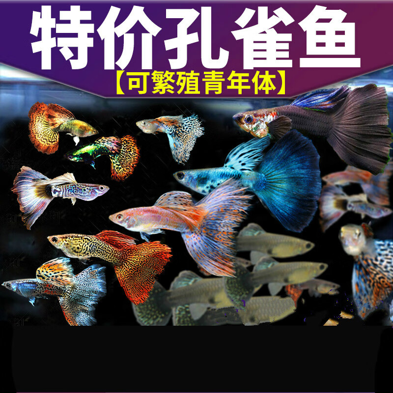 墨一纯种孔雀热带观赏淡水冷水小型小鱼好养耐活耐养活体金鱼斑马