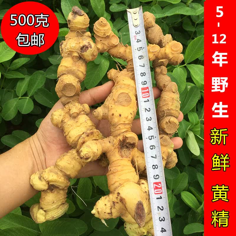 凯史甘斯鲜黄精野生生新鲜500g特级九华山肉头鸡头中药材食用泡水泡酒
