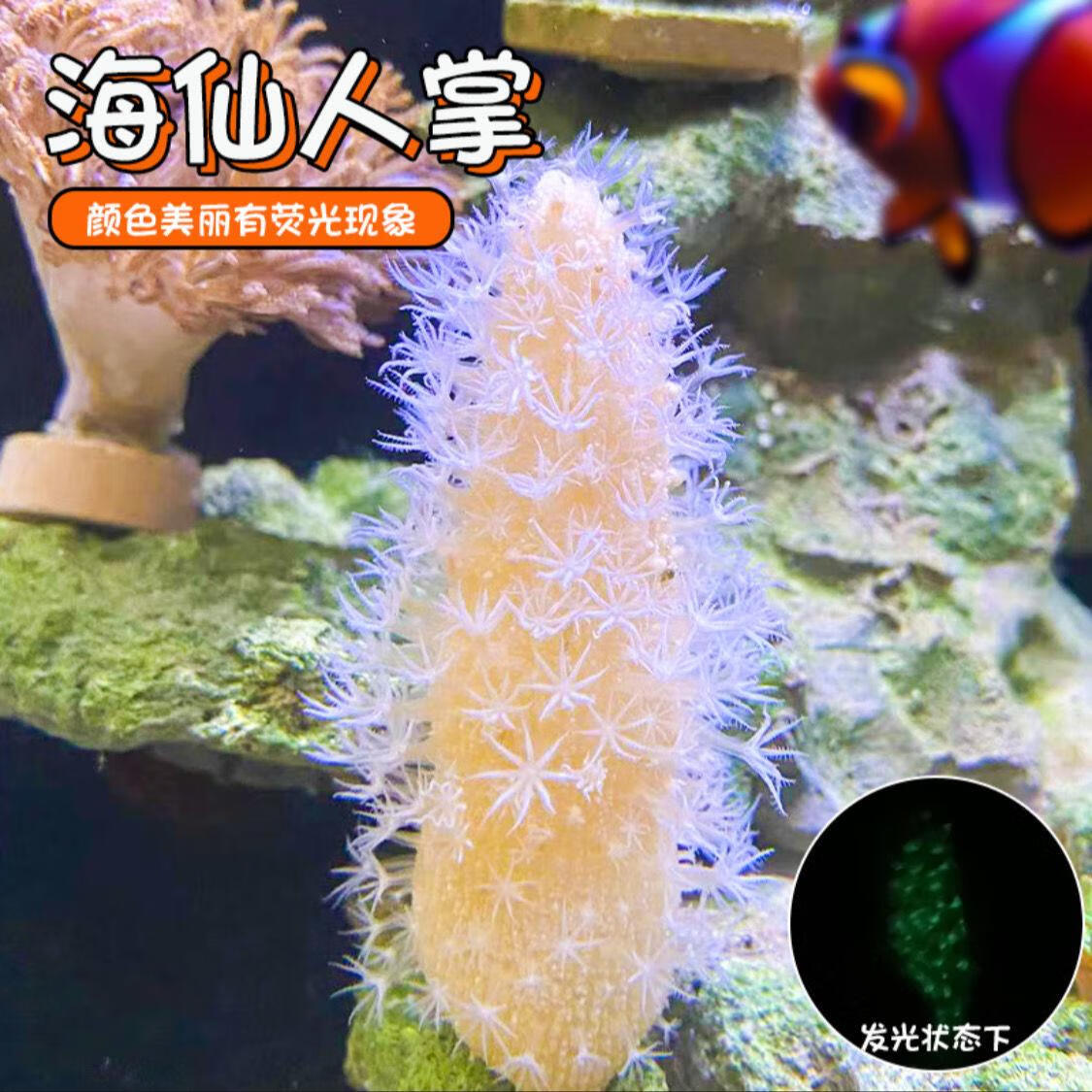 超那海缸海水生物海腮宠物除藻清洁海洋小生物活物观赏鱼造景海仙人掌