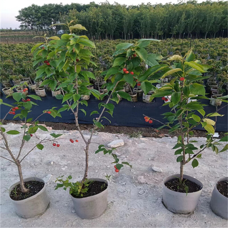 维里盆栽樱桃 红妃 樱桃苗 庭院种植阳台 红妃樱桃树苗 原盆原土育苗