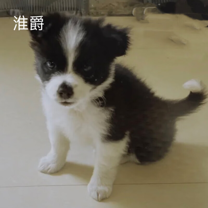 淮爵 混血边牧犬边境牧羊犬边牧幼犬宠物狗狗活体中大型犬小狗幼崽 混血级 公使用感如何?