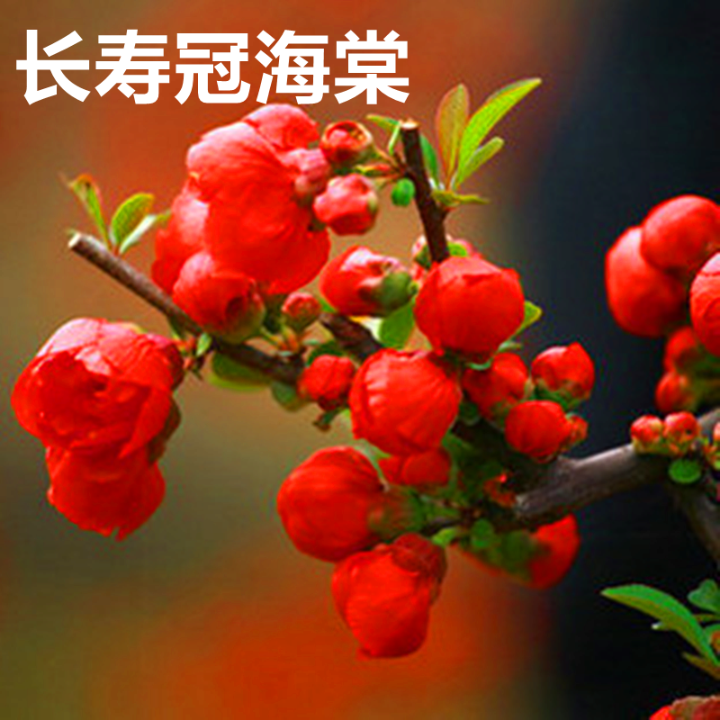 耀强重瓣海棠花盆栽植物四季室内外日本原生垂丝海棠长寿冠木本花卉 4
