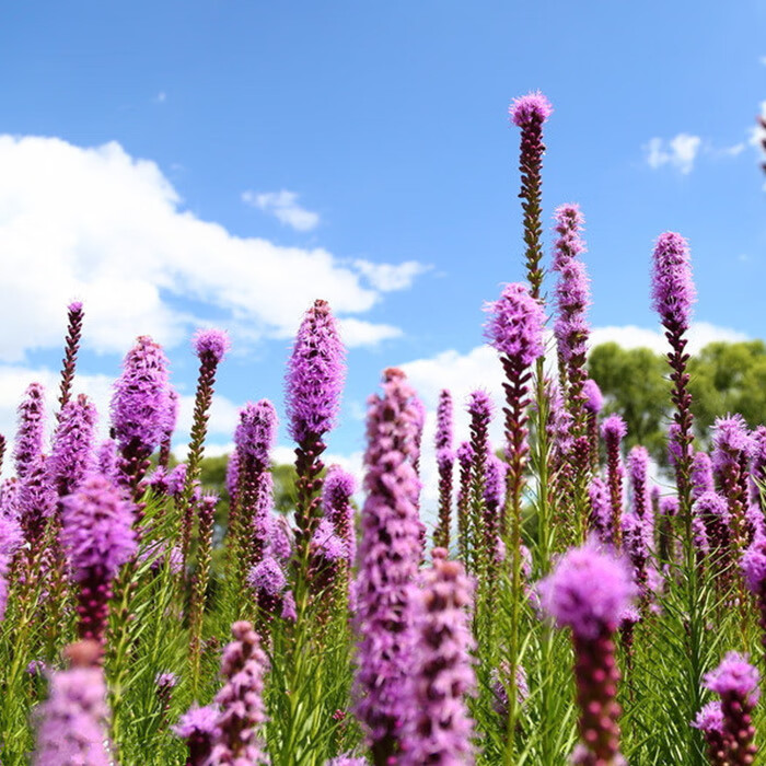 一种一芽 蛇鞭菊种球 多年生宿根花卉植物花园庭院阳台盆栽花卉新手易