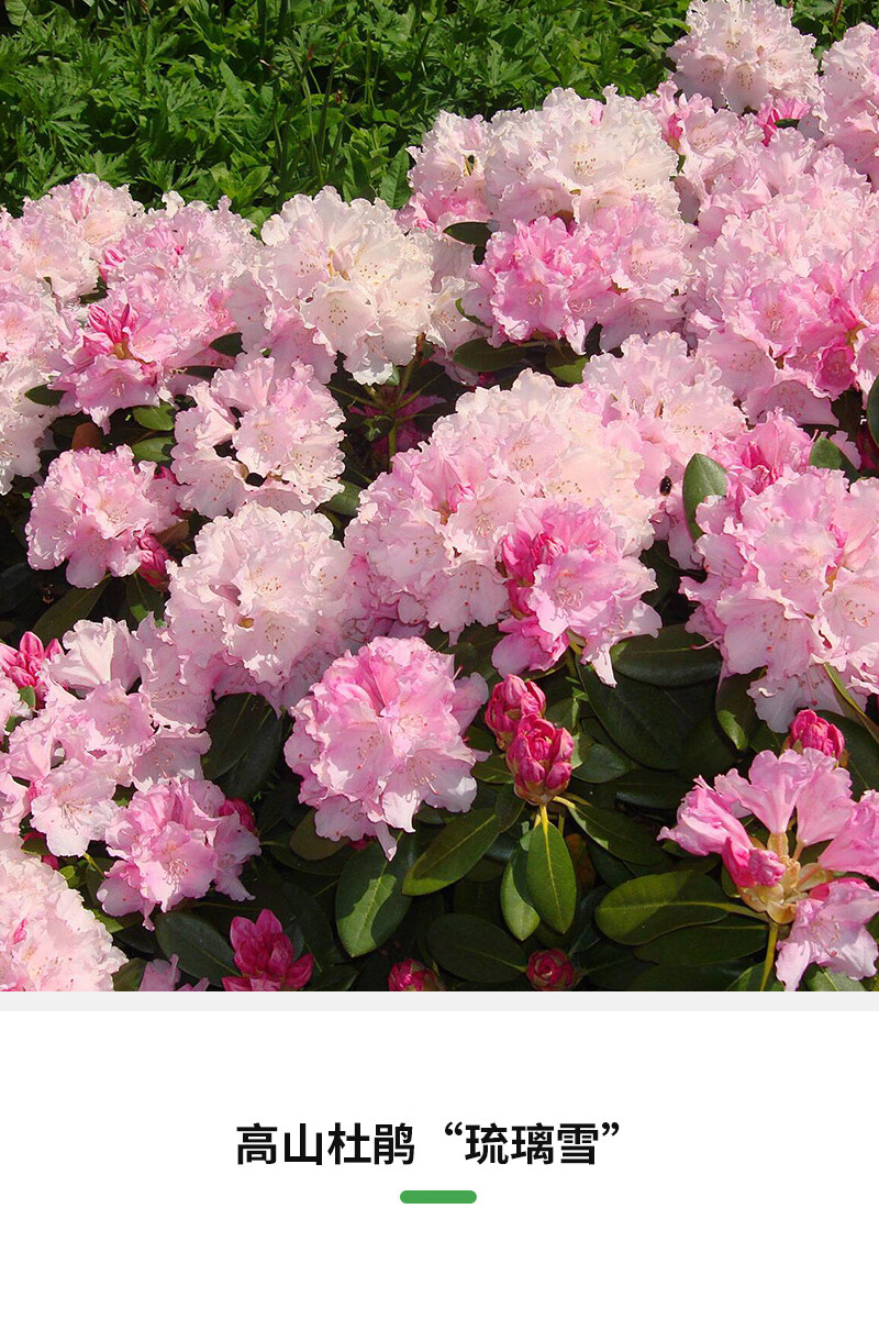 刘不丁进口高山杜鹃庭院花园多年生观花耐寒花灌木常绿杜鹃花苗 高山