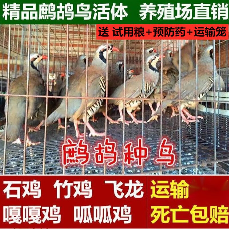 笼趣鹧鸪鸟活体精品人工养殖石鸡嘎嘎鸡呱呱鸡活体美国鹧鸪 鹧鸪青年1