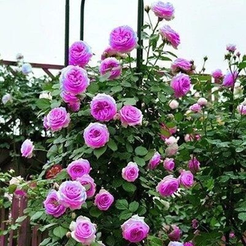 玩冒（WMO）蔷薇花苗四季开花爬藤花卉藤蔓当年开花多花庭院攀爬阳台盆栽耐寒 自选【颜色留言】【3棵+复合肥】