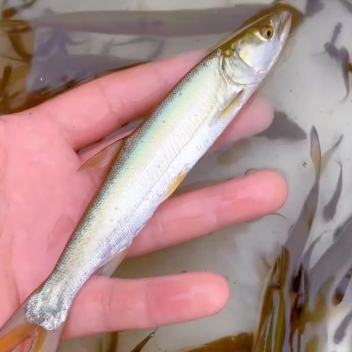 水老虎鱤鱼淡水鱼冷水鳡鱼苗凶猛肉食性鱼克星水中霸王食用观赏鱼 10