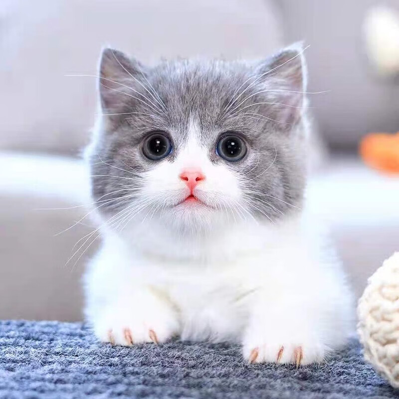 double yellow英短蓝猫幼猫猫咪活体蓝白金银渐层小猫幼崽英国短毛
