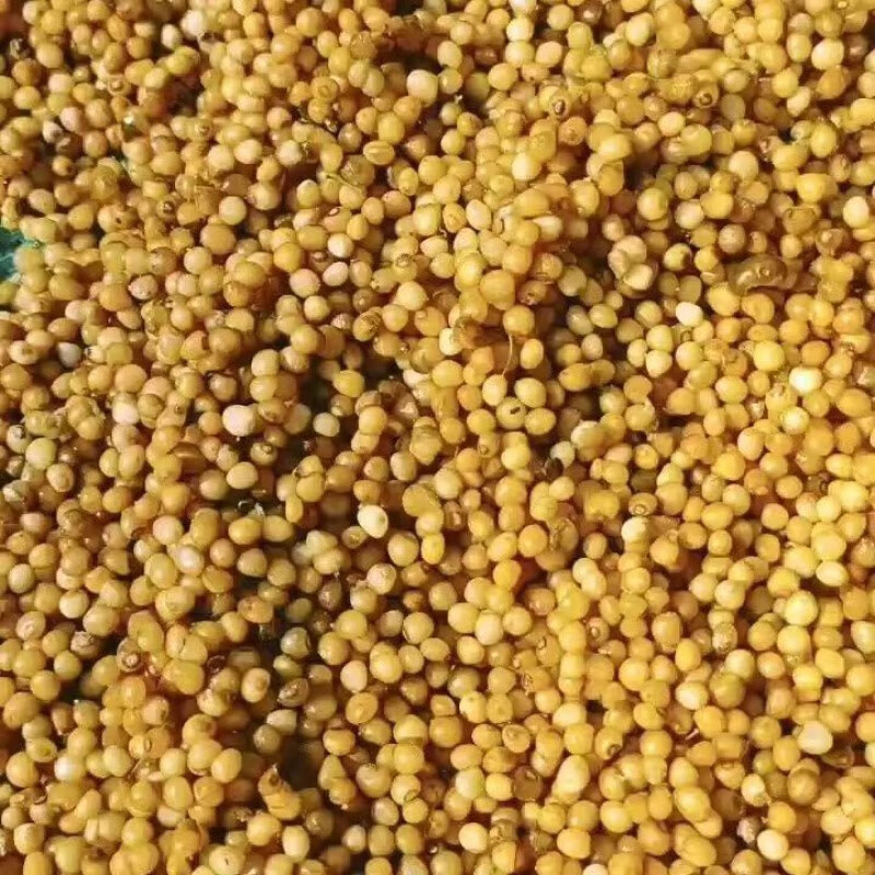 正宗云南黄精种子多花老虎姜野生种子节节高优质黄精净耔发芽率高 100