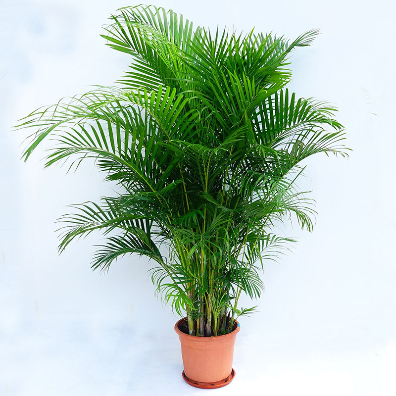 散尾葵盆栽植物室内盆栽绿植四季常青新居乔迁公司开业送礼 散尾葵 塑料盆高1.5-1.7m 含盆高性价比高么?
