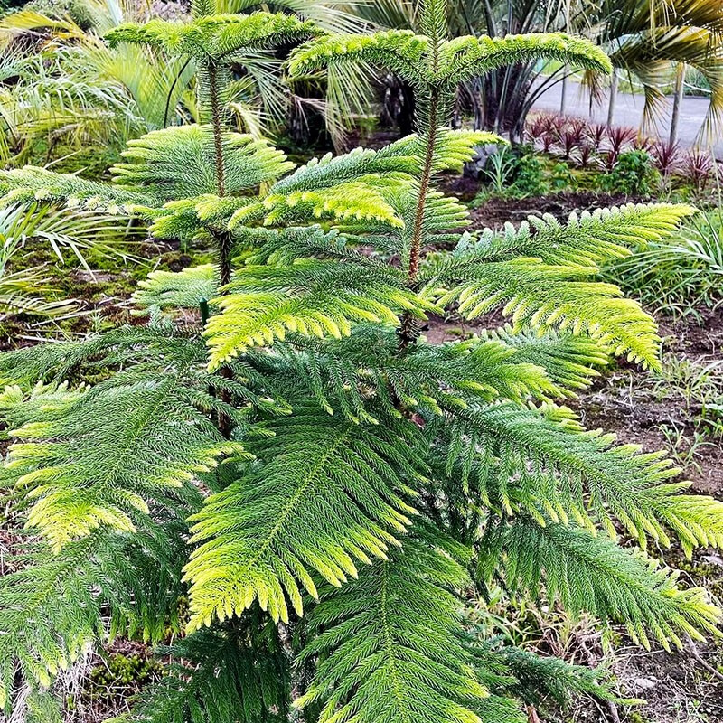 芗苒南洋杉种子林木种籽四季多年生景观绿化工程观叶种孑 南洋杉种子