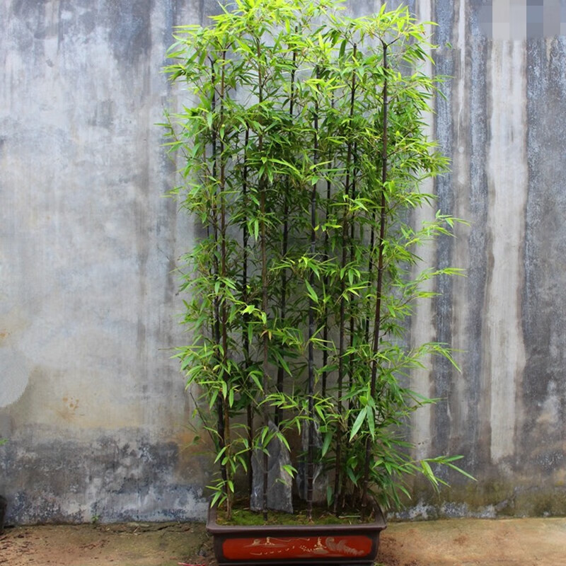 观赏植物紫竹苗青竹苗金镶玉竹子苗黄金竹楠竹盆栽 青竹根长10厘米