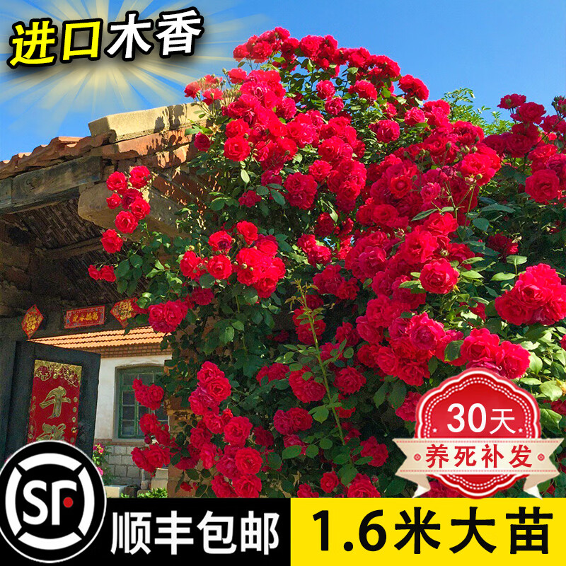 禾述【不活补发】木香花树苗爬藤四季开花特大苗耐寒盆栽地栽爬墙花卉 四季红木香（四季开花） 特大苗（1.5-1.8米)当年开花爆满