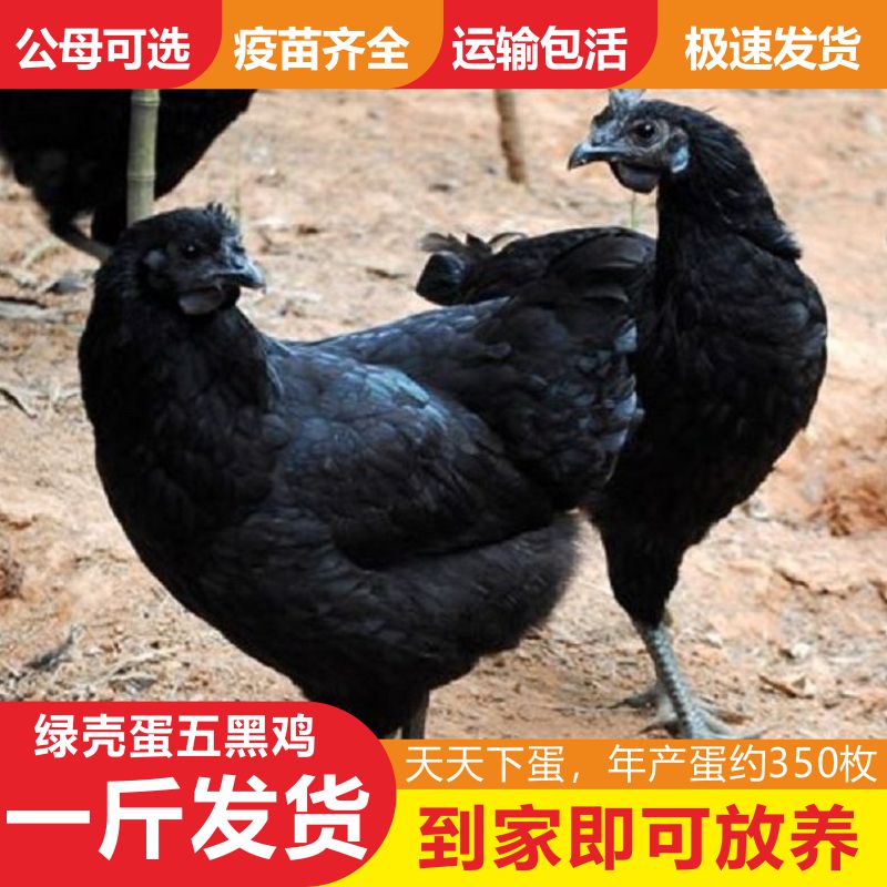 梦茜儿(mexemina)一斤五黑鸡苗正宗脱温土鸡下绿壳蛋小鸡九斤红乌骨鸡