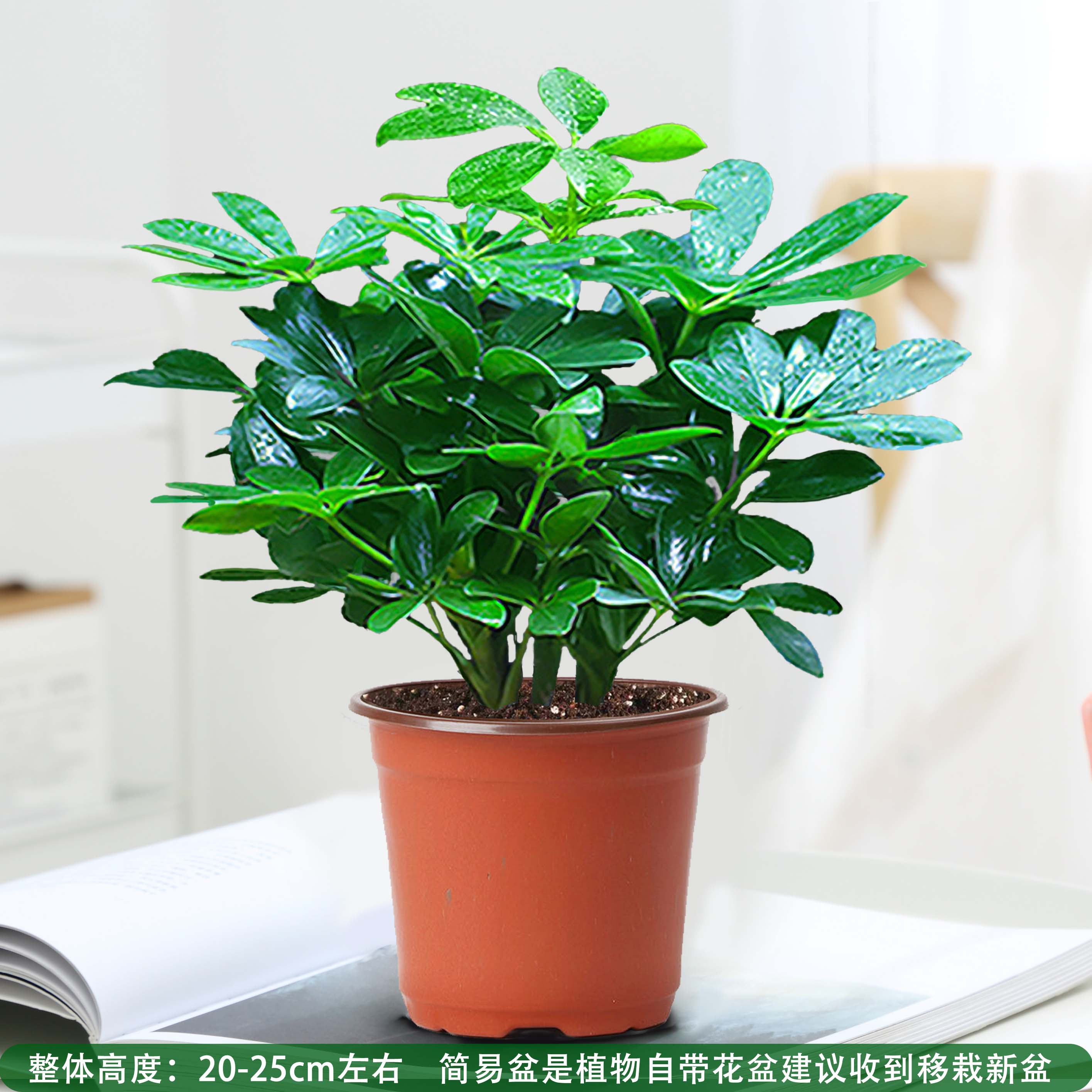 花水培绿植四季常青好养发财树吸除甲醛 八方来财254棵(原土盆) 营养