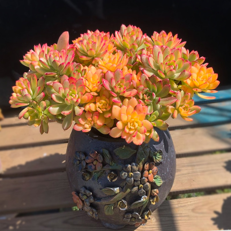 叮当锦大老桩多肉植物贵货精品稀有品种肉肉植物盆栽巨型罕见超大