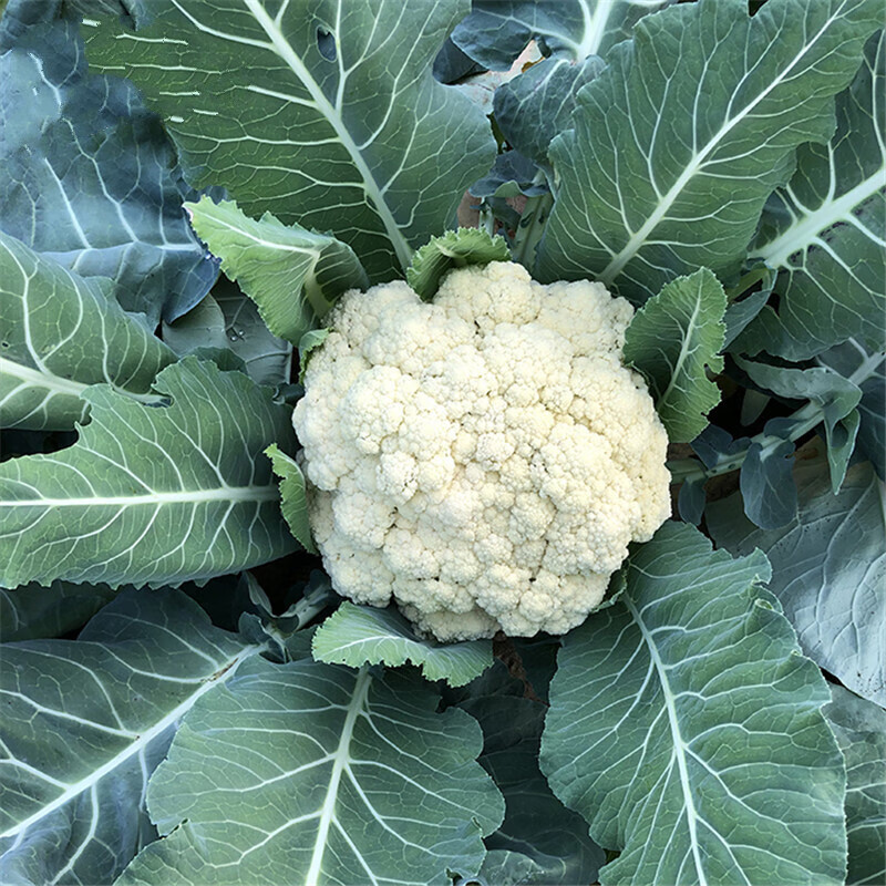 苏购   花菜籽四季播白菜花种子花椰菜松花菜种籽 花菜籽 原包装