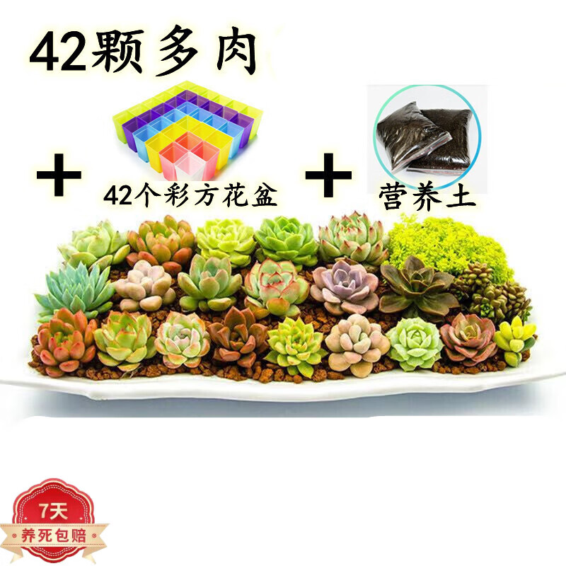 绿植盆栽价格查询历史|绿植盆栽价格走势图