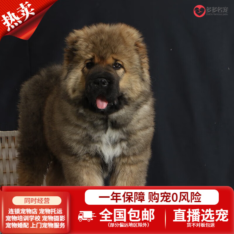 多多名宠高加索幼犬幼崽全国空运纯种大型犬巨型犬活体狗狗 黄色 母