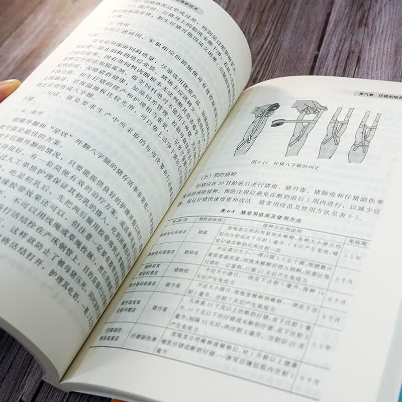 现代高产母猪快速培育新技术