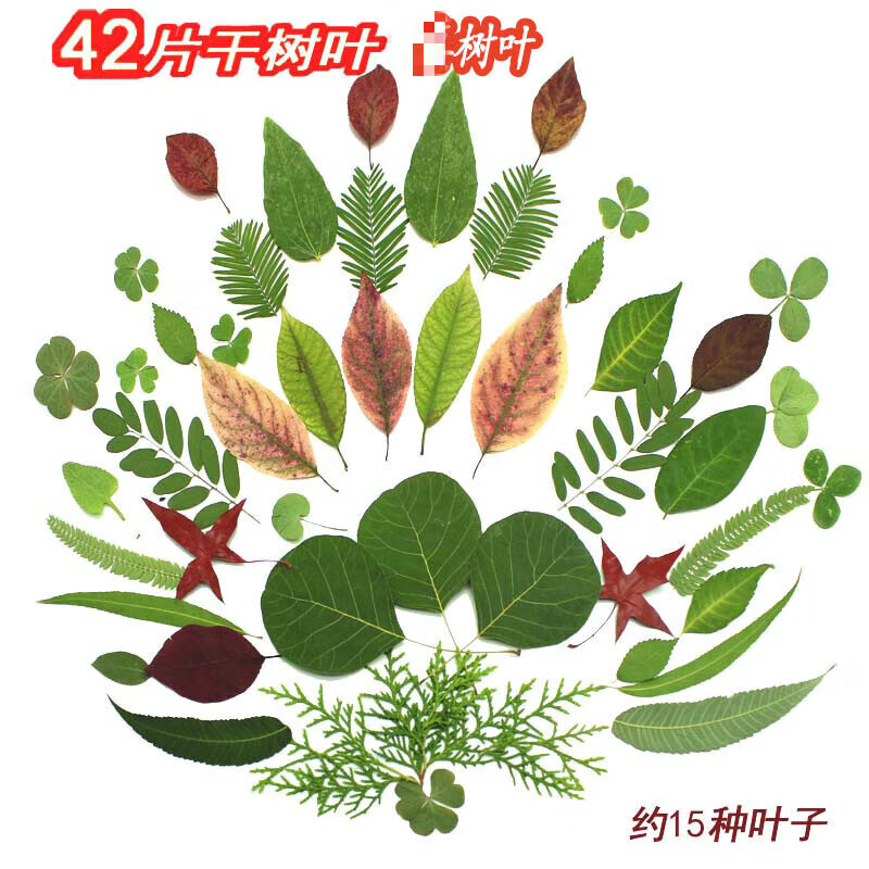 神至 树叶标本 干花diy手工装饰材料包植物sn5251 1包(共42片约15种)