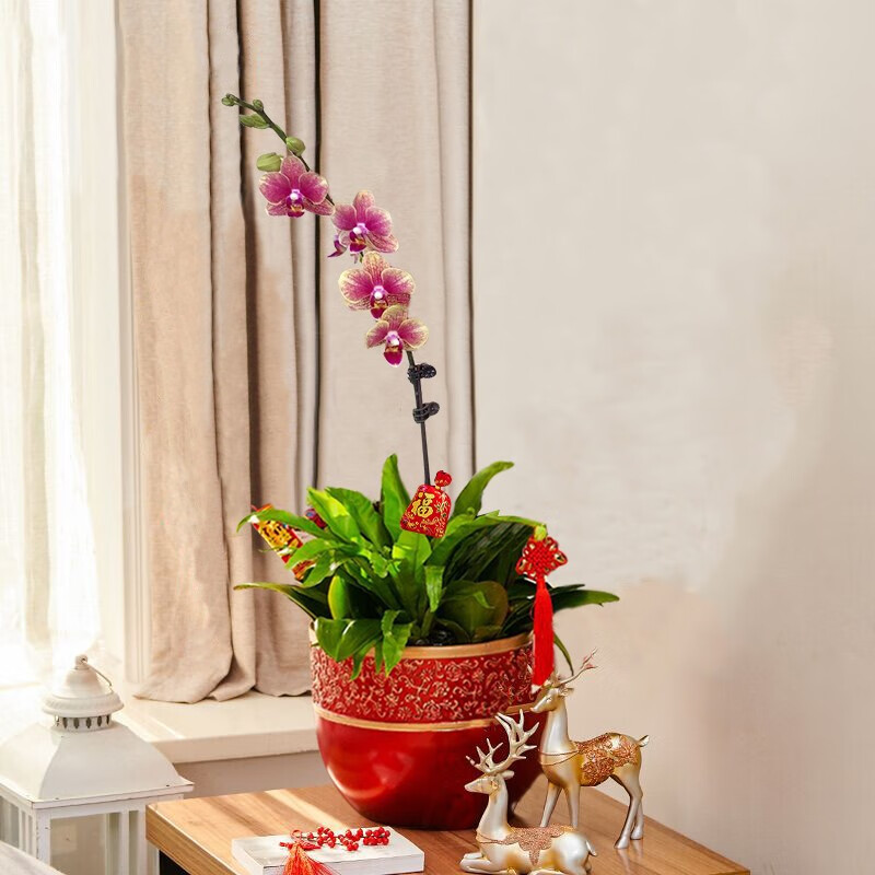 芙洛拉花园【两小时达】金蝶蝴蝶兰盆栽室内客厅送礼高档兰花母亲节