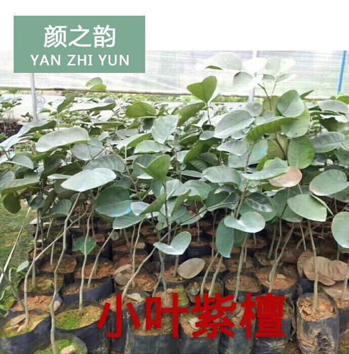 黛萝莉正宗檀香紫檀树苗印度小叶紫檀树苗珍稀名贵树苗红木树 檀香