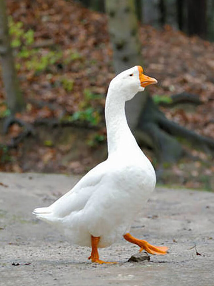 四季鹅小鹅仔高产蛋鹅活体百子鹅草鹅苗 小种白鹅-生长迅速(4只装)