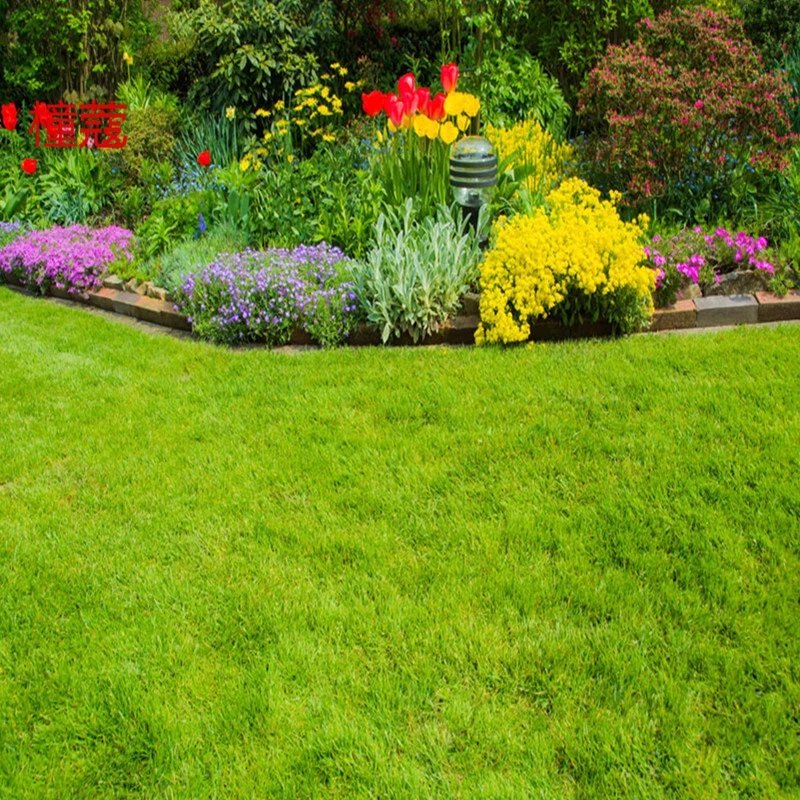 昊兰诺进口草坪种子四季青草种耐践踏庭院绿化护坡草籽 美国四季青/斤