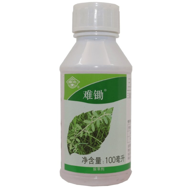 国光难锄马尼拉黑麦草禾本科草坪除蒲公英地锦恶性阔叶杂草