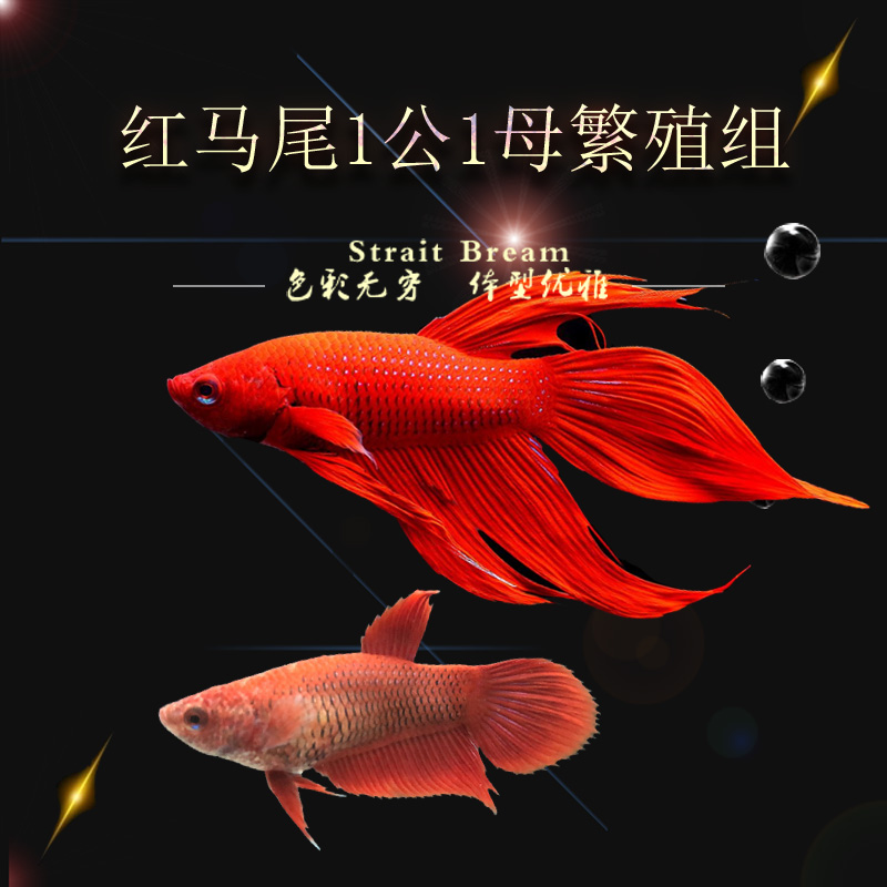 易萌宠物进口泰国斗鱼繁殖组半月马尾斗鱼抱卵母鱼热带鱼小型活体