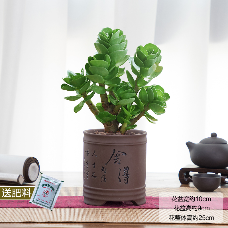 植物室内办公室桌面好养绿植花卉小金钱树 金钱木(舍得紫砂盆 肥料