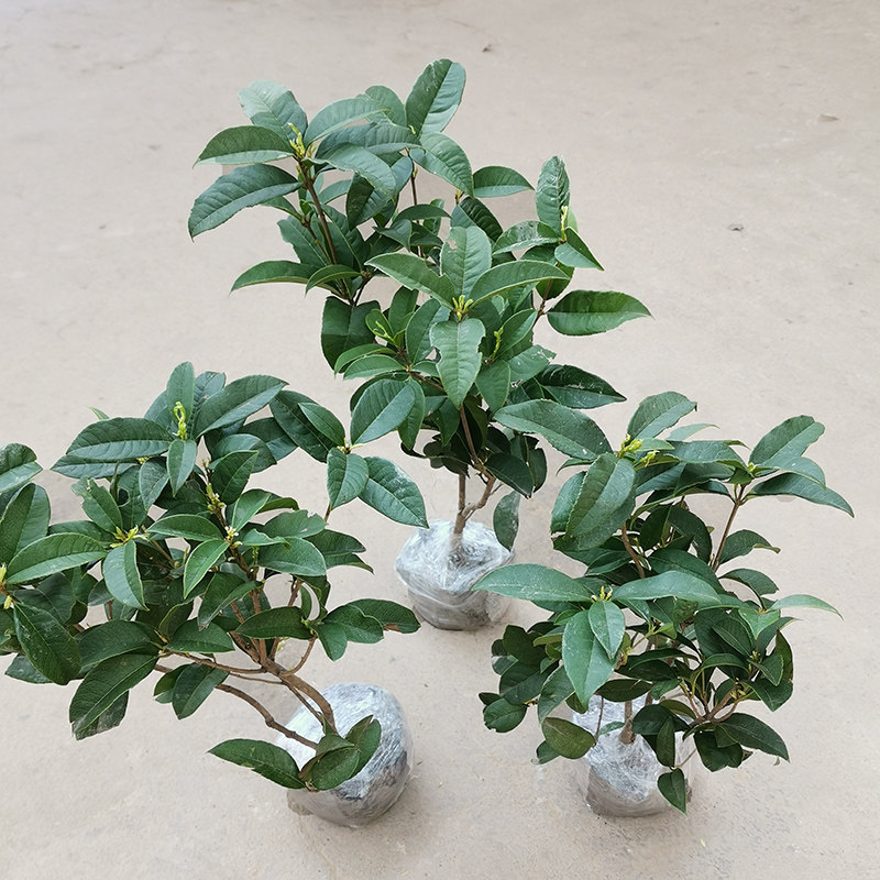 桂花树苗盆栽四季桂庭院阳台室内外花卉植物四季开花浓香嫁接金桂 四