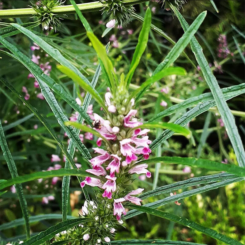 芗苒益母草种籽子种子苗盆栽艾草籽种野生植物种孑红花艾野菜种孑种籽