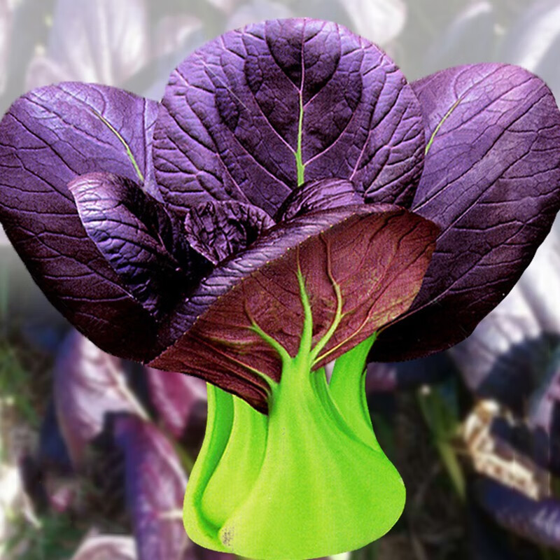 北蔬紫油菜种子青菜籽四季盆栽 汇阳紫玲紫油菜种子 5g