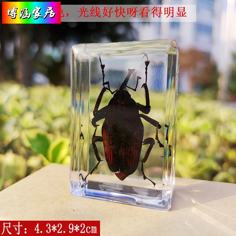 溥畔学生科普小动物标本 真实昆虫标本树脂甲虫虾蜜蜂秋甲螃蟹放屁虫
