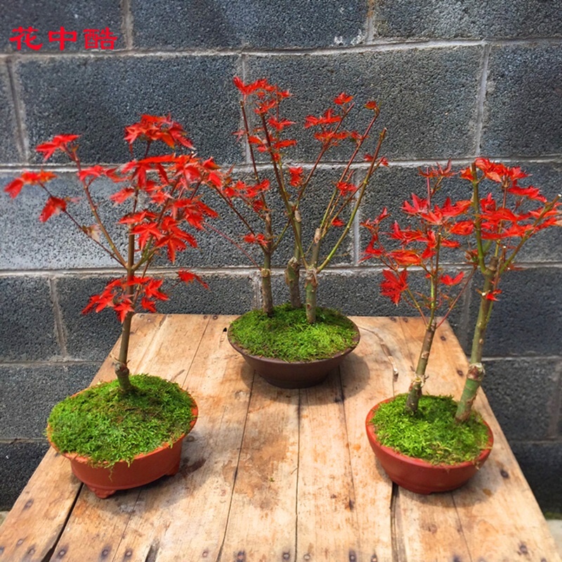 花中酷 日本红枫树苗盆栽 盆景 美国红枫苗木 绿化苗木美国红枫树苗