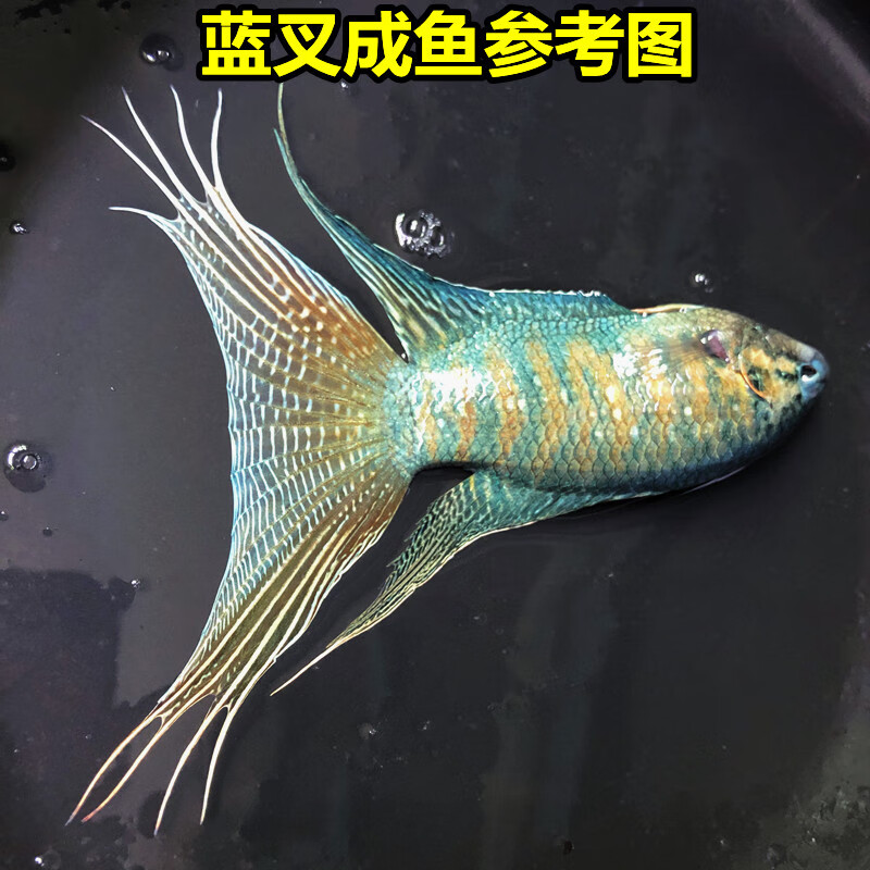 穗桓秋颖观赏中国斗鱼蓝叉普叉人工改良蓝色淡水鱼观赏鱼冷水 蓝叉2-3