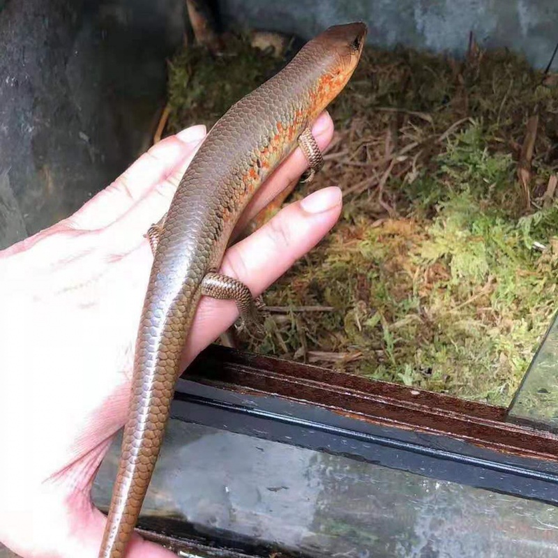 爬宠卷尾活体活物人工繁殖痳蜥鬃狮蜥豹纹造景好养易活 华子1只(母)