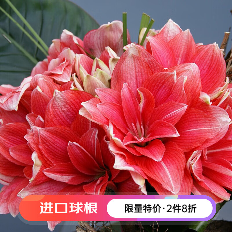 虹越（HONGYUE）进口荷兰朱顶红裸球 庭院多年生重瓣球根花卉 双梦（28/30）怎么样,好用不?