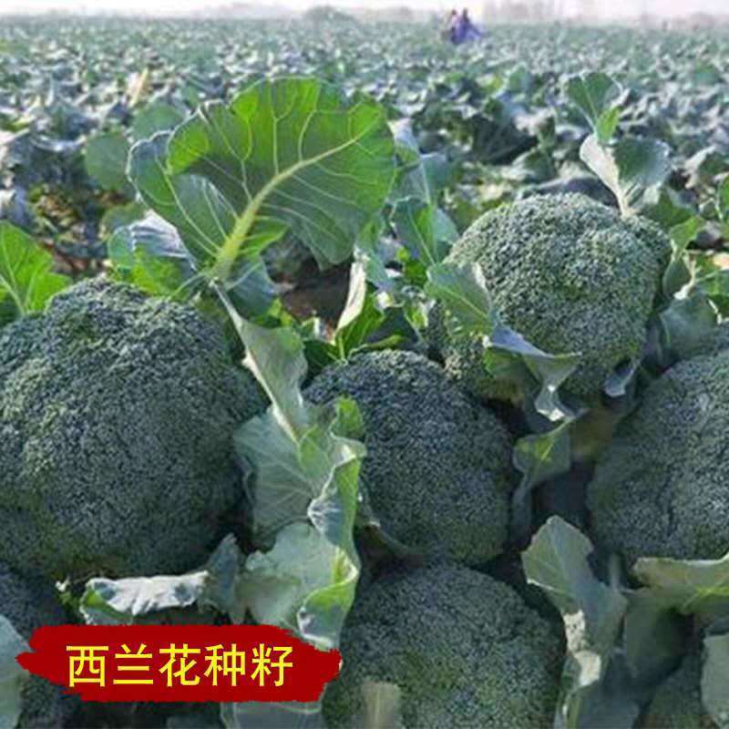 西兰花 相关京东优惠商品排行榜 8 价格图片品牌优惠券 虎窝购