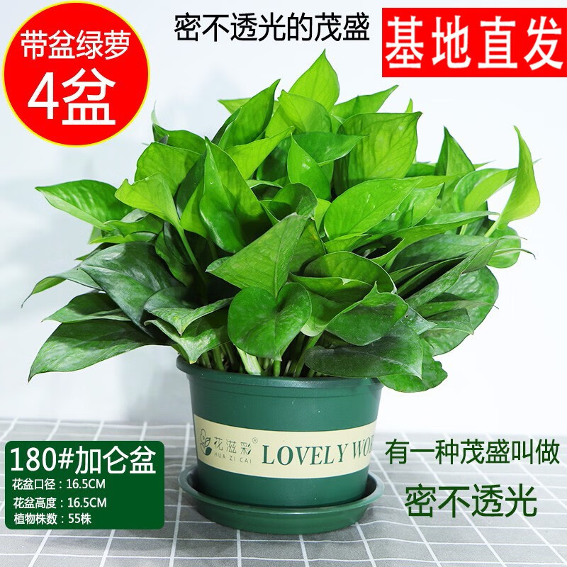 格调生活绿萝盆栽室内花卉盆栽垂吊长藤绿箩新房装修 180绿色加仑盆