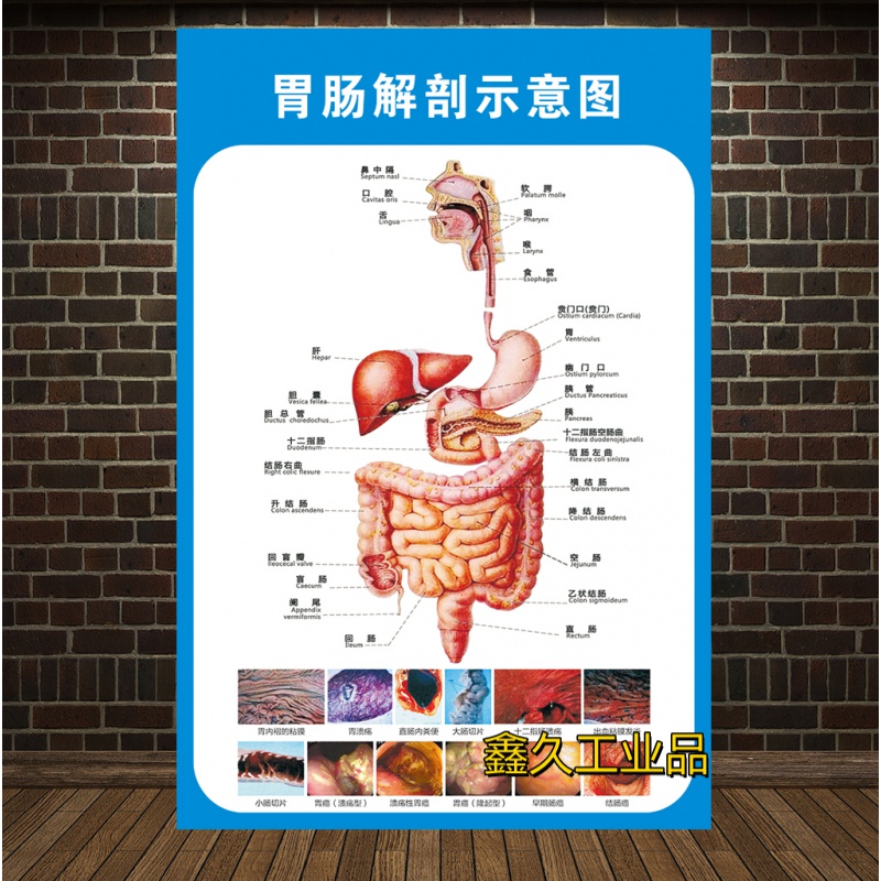 定制适用胃肠解剖示意图人体解剖医学挂图人体器官心脏