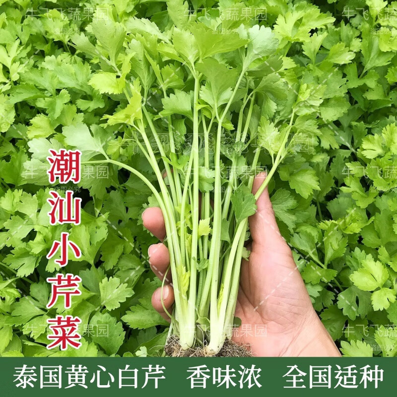 细辛泰国黄心白骨芹菜种孑种籽四季播小香芹蔬菜种子潮汕菜种子香味浓