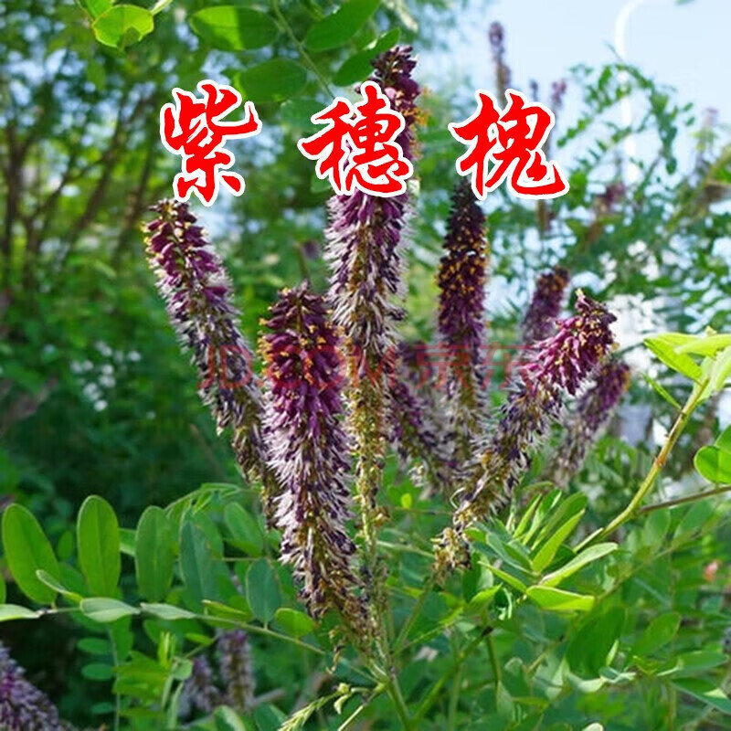 花之然灌木种子紫云英红花草护坡植物草种子花卉籽绿化