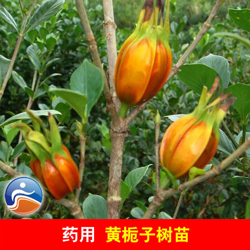 黄栀子苗 山栀子树苗 红枝子传统天然调色香料 高度60公分以上大苗 一